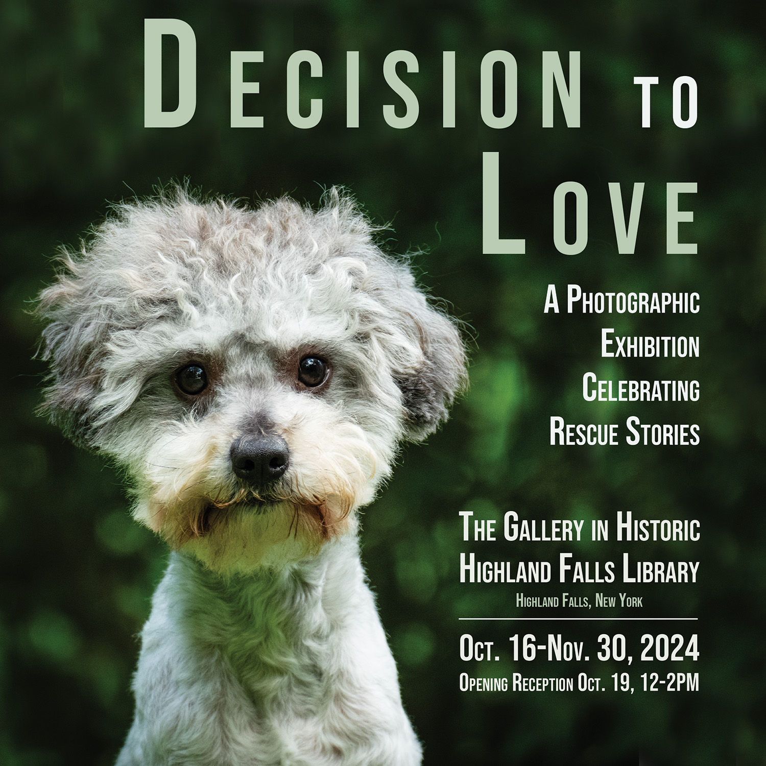 Decision to Love: a dog representing an exhibition of photographs.